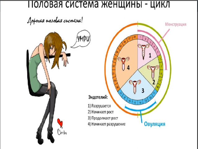 СОЗРЕВАНИЕ ЯЙЦЕКЛЕТКИ  (МЕНСТРУАЛЬНЫЙ ЦИКЛ) 