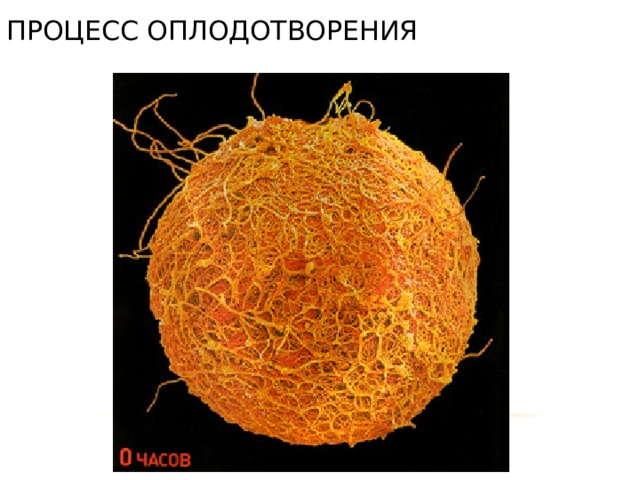 ПРОЦЕСС ОПЛОДОТВОРЕНИЯ 