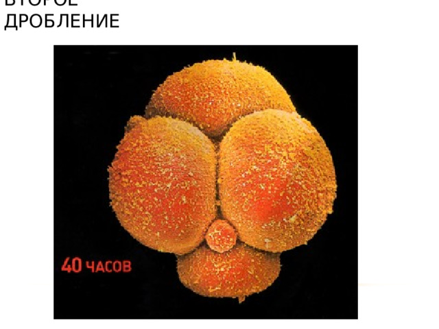 ВТОРОЕ ДРОБЛЕНИЕ 