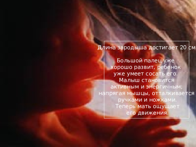 ПЛОД, 18 НЕДЕЛЬ Длина зародыша достигает 20 см Большой палец уже хорошо развит, ребенок уже умеет сосать его. Малыш становится  активным и энергичным; напрягая мышцы, отталкивается  ручками и ножками.  Теперь мать ощущает  его движения. 