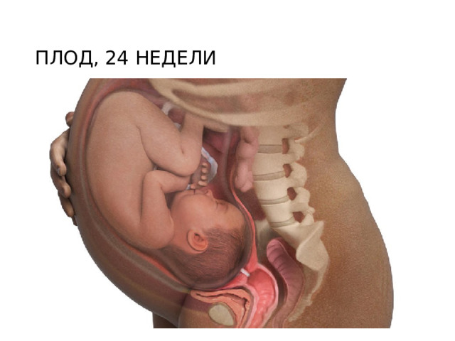 ПЛОД, 24 НЕДЕЛИ 