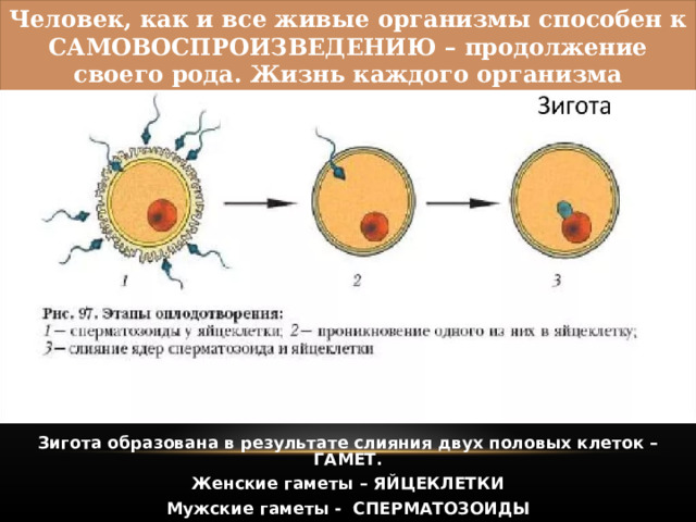 Размножение человека 8 класс