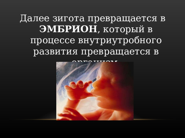 Далее зигота превращается в ЭМБРИОН , который в процессе внутриутробного развития превращается в организм. 