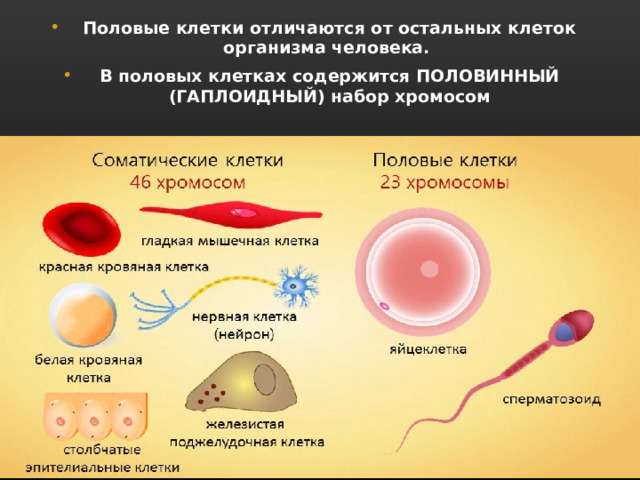 Размножение человека 8 класс