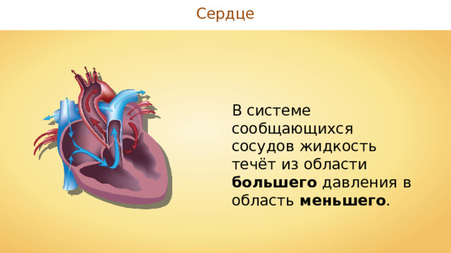 Сердце В системе сообщающихся сосудов жидкость течёт из области большего давления в область меньшего . 