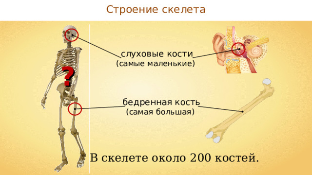 Строение скелета слуховые кости (самые маленькие) ? бедренная кость (самая большая) В скелете около 200 костей. 