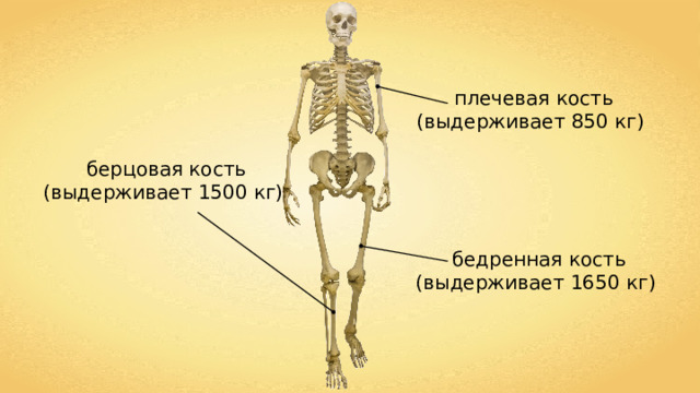 плечевая кость (выдерживает 850 кг) берцовая кость (выдерживает 1500 кг) бедренная кость (выдерживает 1650 кг) 