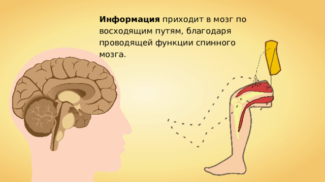 Информация приходит в мозг по восходящим путям, благодаря проводящей функции спинного мозга. 