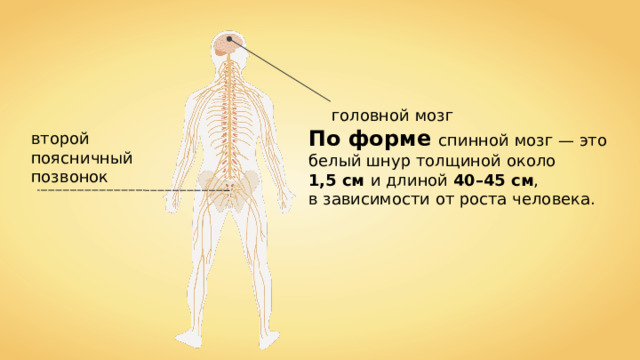 головной мозг По форме спинной мозг — это белый шнур толщиной около 1,5 см и длиной 40 – 45 см , в зависимости от роста человека.  второй поясничный позвонок 
