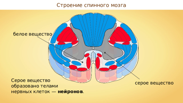 Строение спинного мозга белое вещество Серое вещество образовано телами нервных клеток — нейронов . серое вещество 