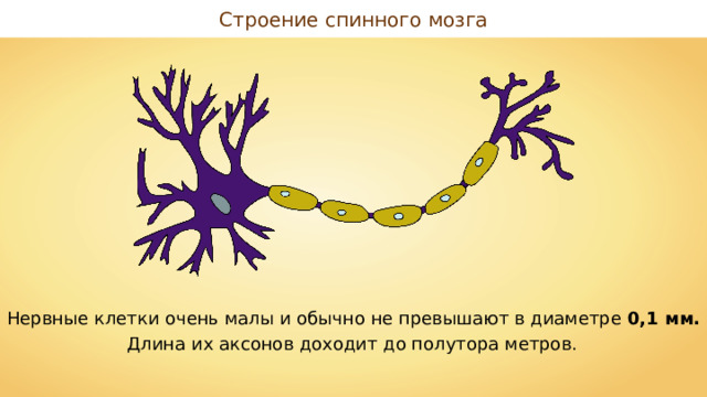 Строение спинного мозга Нервные клетки очень малы и обычно не превышают в диаметре 0,1 мм. Длина их аксонов доходит до полутора метров.  