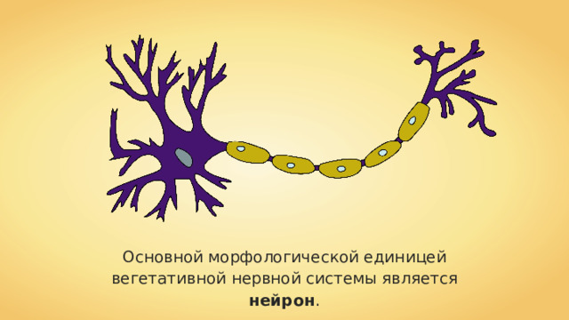 Основной морфологической единицей вегетативной нервной системы является нейрон . 