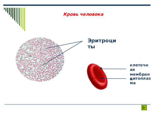 Кровь человека Эритроциты клеточная мембрана цитоплазма 