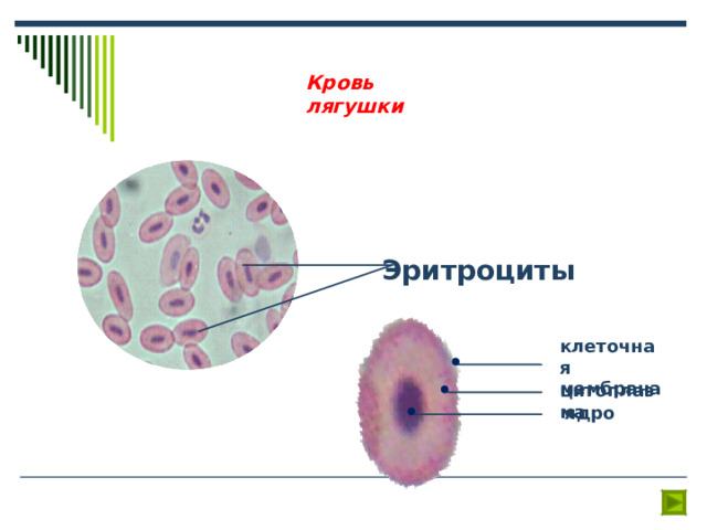 Кровь лягушки Эритроциты клеточная мембрана цитоплазма ядро 
