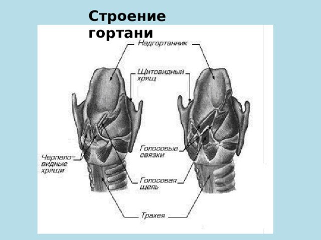 Строение гортани 