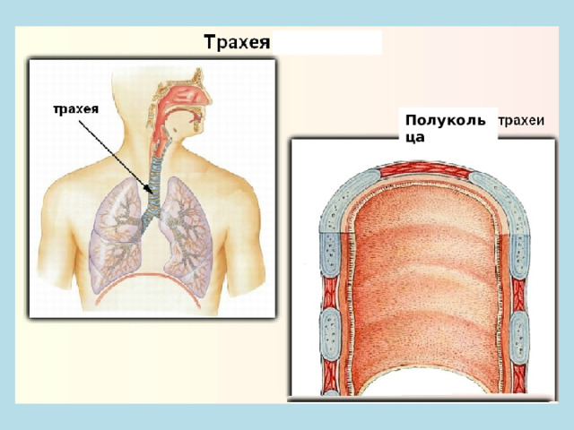 Стенка трахеи состоит из. Полукольца трахеи. Строение трахеи полукольца. Задняя стенка трахеи образована.