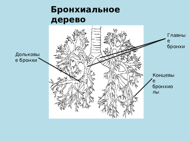 Бронхиальное дерево Главные бронхи Дольковые бронхи Концевые бронхиолы 