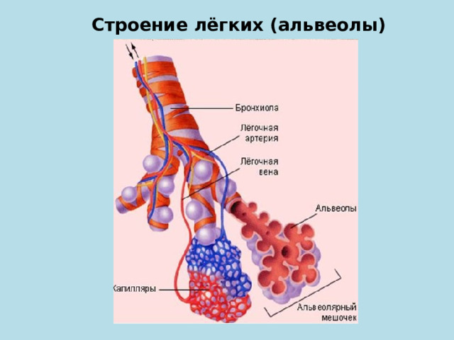 Строение лёгких (альвеолы) 