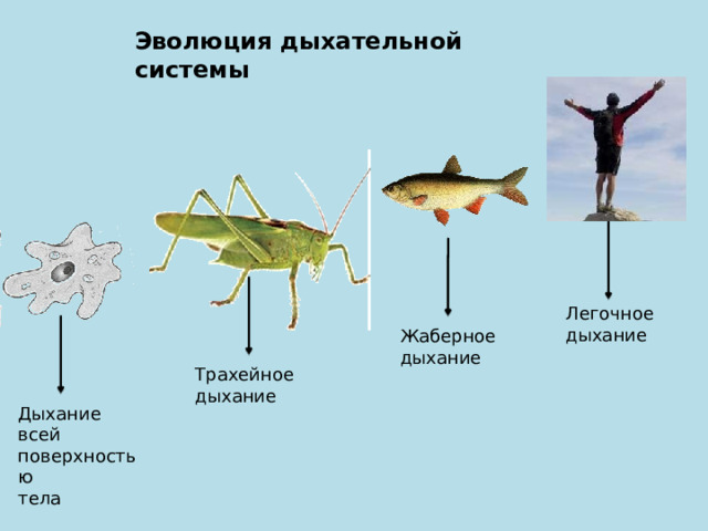 Эволюция дыхательной системы Легочное дыхание Жаберное дыхание Трахейное дыхание Дыхание всей поверхностью тела 