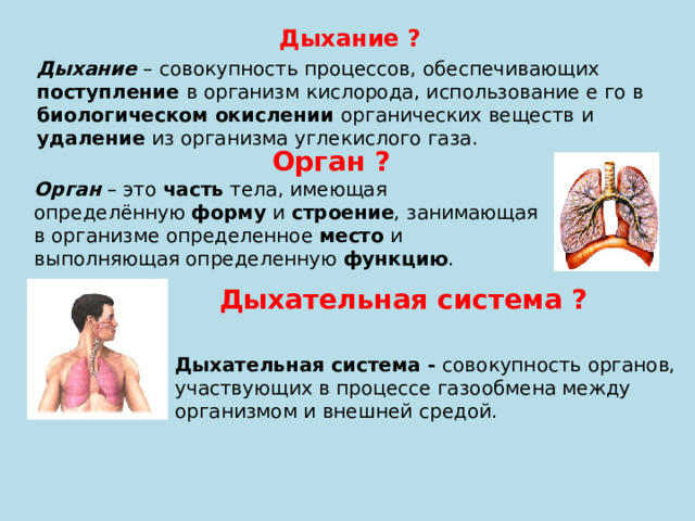 Дыхание ? Дыхание – совокупность процессов, обеспечивающих поступление в организм кислорода, использование е го в биологическом окислении органических веществ и удаление из организма углекислого газа. Орган ? Орган – это часть тела, имеющая определённую форму и строение , занимающая в организме определенное место и выполняющая определенную функцию . Дыхательная система ? Дыхательная система - совокупность органов, участвующих в процессе газообмена между организмом и внешней средой. 