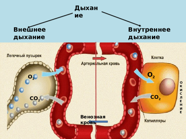 Дыхание Внутреннее дыхание Внешнее дыхание О 2 О 2 ОКИСЛЕНИЕ СО 2 СО 2 Венозная кровь  