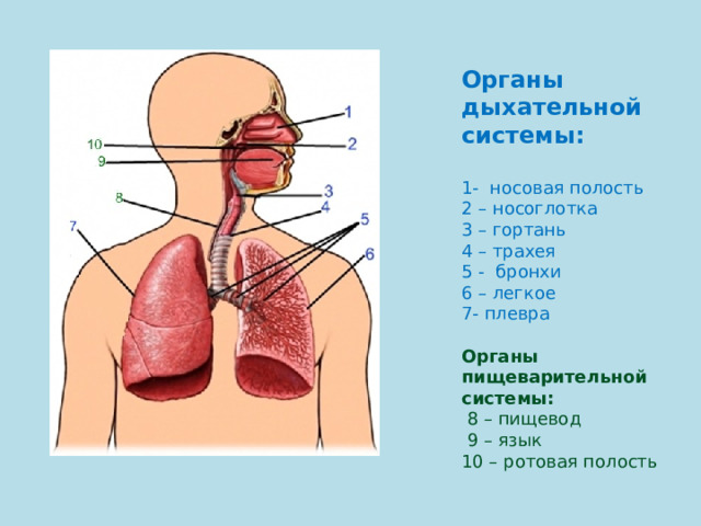 Органы дыхательной системы: 1- носовая полость 2 – носоглотка 3 – гортань 4 – трахея 5 - бронхи 6 – легкое 7- плевра Органы пищеварительной системы:  8 – пищевод  9 – язык 10 – ротовая полость 