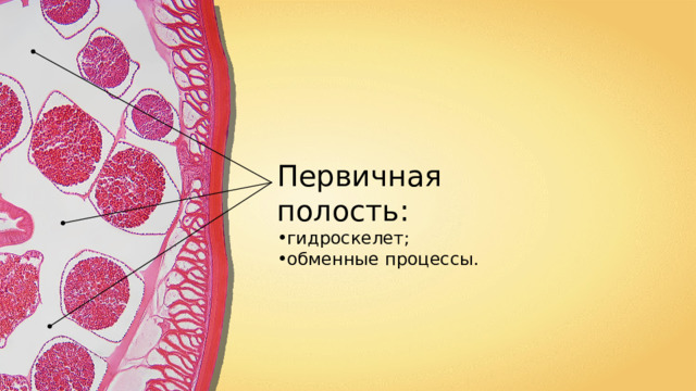 Первичная полость: гидроскелет ; обменные процессы . 