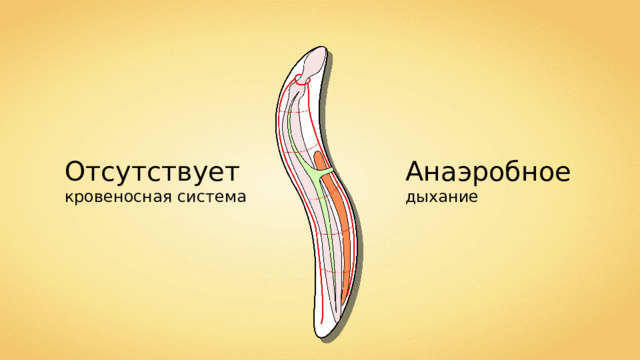 Отсутствует кровеносная система Анаэробное дыхание 