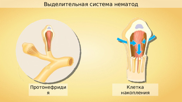 Выделительная система нематод Протонефридия Клетка накопления 