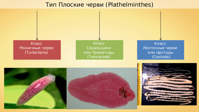 Тип Плоские черви ( Plathelminthes ) Класс Сосальщики или Трематоды ( Trematoda ) Класс Ресничные черви ( Turbellaria ) Класс Ленточные черви или Цестоды  ( Cestoda ) 