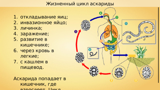 Жизненный цикл аскариды откладывание яиц ; инвазионное яйцо ; личинка ; заражение ; развитие в кишечнике ; через кровь в легкие ; с кашлем в пищевод .  Аскарида попадает в кишечник, где взрослеет. Цикл повторяется. 