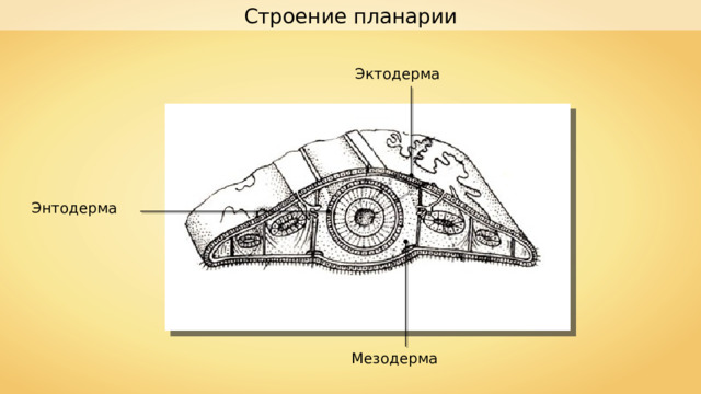 Строение планарии Эктодерма Энтодерма Мезодерма 