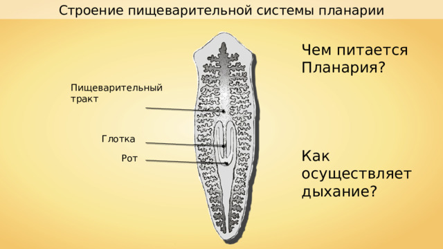 Строение пищеварительной системы планарии Чем питается Планария? Как осуществляет дыхание? Пищеварительный тракт Глотка Рот 