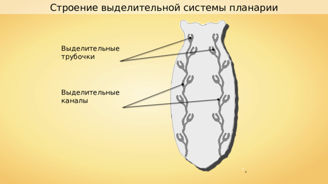 Строение выделительной системы планарии Выделительные трубочки Выделительные каналы 