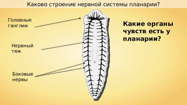 Каково строение нервной системы планарии? Головные ганглии Какие органы чувств есть у планарии? Нервный тяж Боковые нервы 