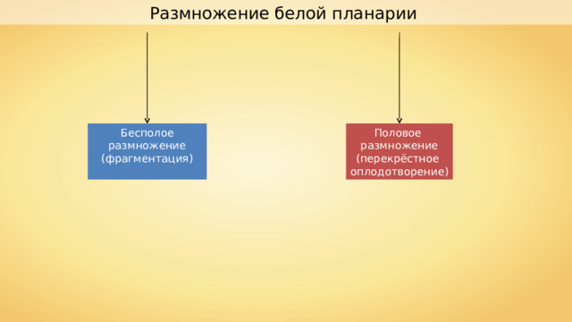 Размножение белой планарии Бесполое размножение (фрагментация) Половое размножение (перекрёстное оплодотворение) 