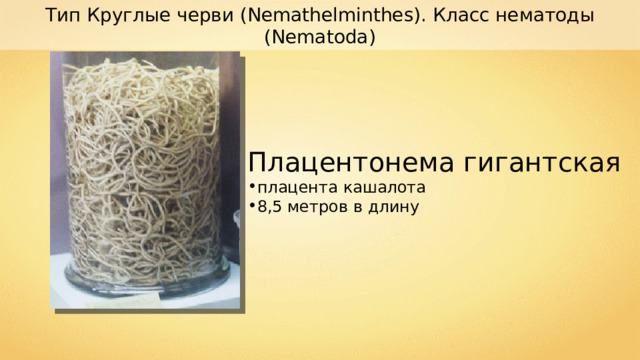 Тип Круглые черви ( Nemathelminthes ). Класс нематоды (Nematoda) Плацентонема гигантская плацента кашалота 8,5 метров в длину 