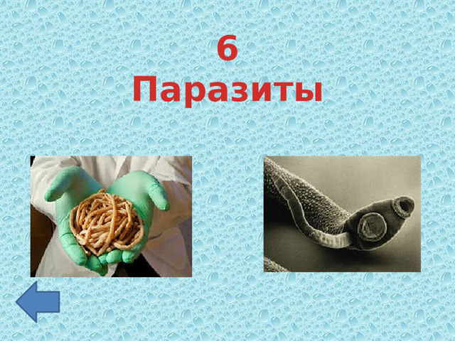 6 Паразиты 