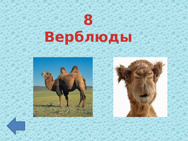 8 Верблюды 