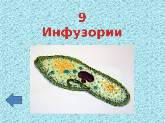 9 Инфузории 