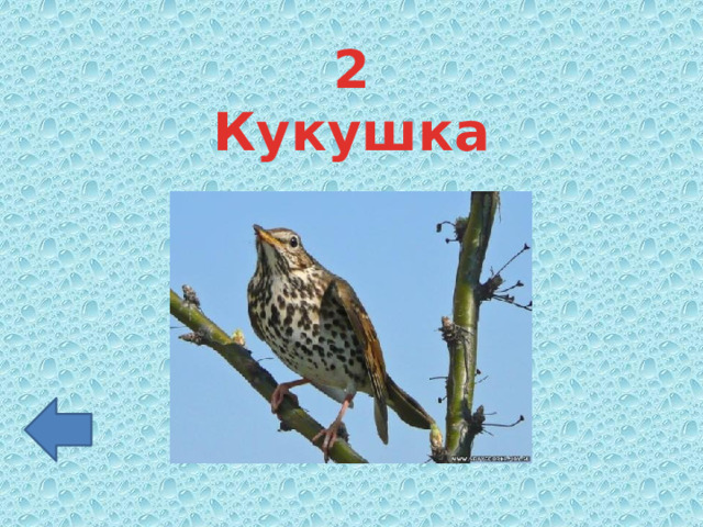 2 Кукушка 