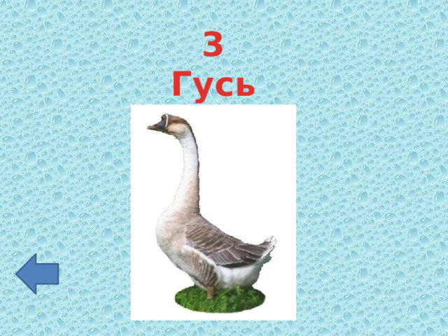 3 Гусь 