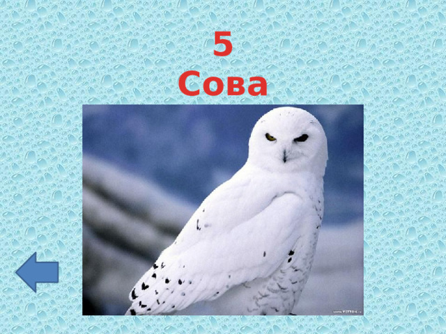 5 Сова 