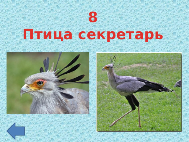 8 Птица секретарь 