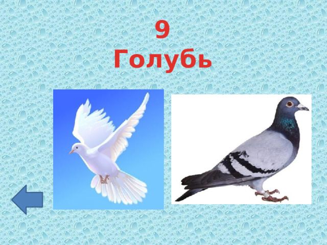 9 Голубь 