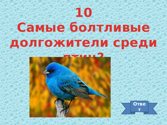 10 Самые болтливые долгожители среди птиц? Ответ 