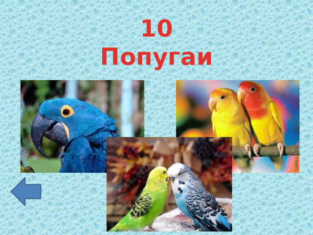 10 Попугаи 