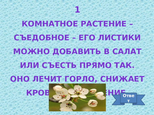 1 Комнатное растение – съедобное – его листики можно добавить в салат или съесть прямо так. Оно лечит горло, снижает кровяное давление. Ответ 