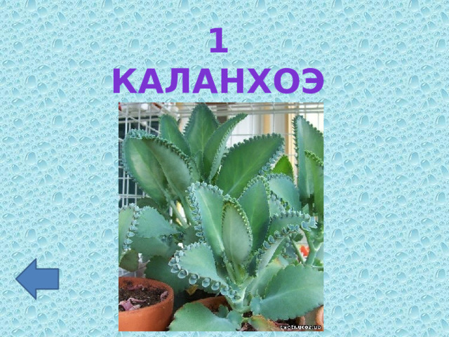 1 каланхоэ 