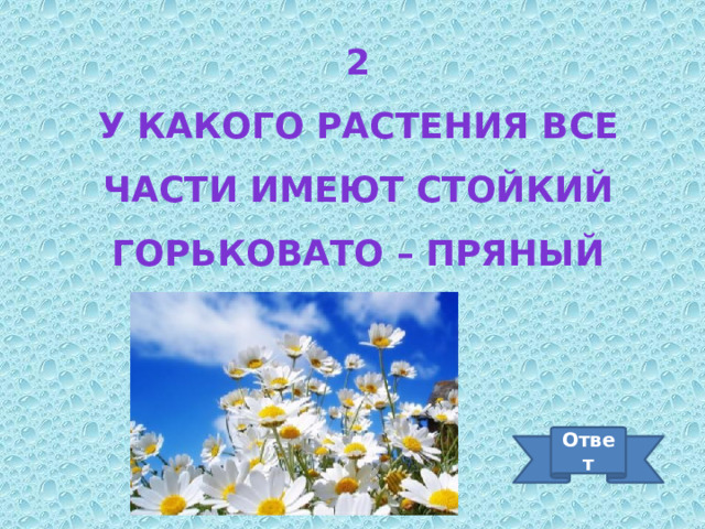 2 У какого растения все части имеют стойкий горьковато – пряный запах? Ответ 